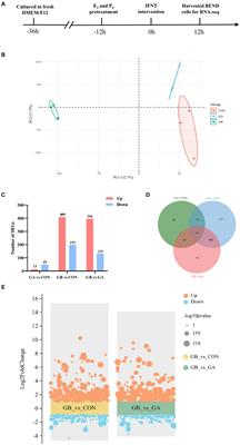 Transcriptomic analysis of bovine endometrial epithelial cells in response to interferon tau and hormone stimulation